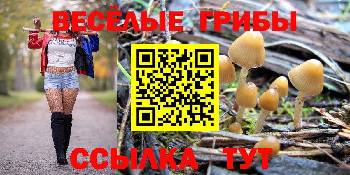 Псилоцибиновые грибы Cubensis Москва
